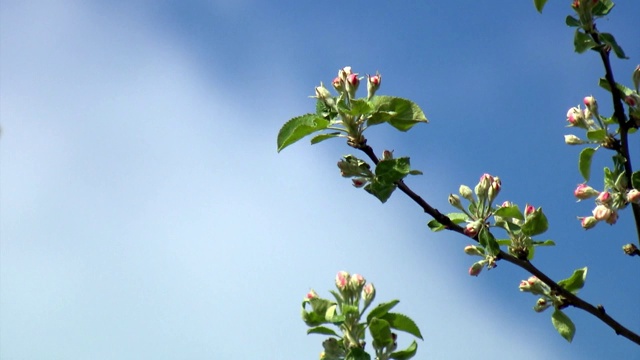 苹果树花蕾视频素材