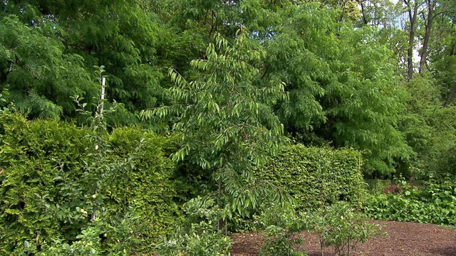 植物在花园视频素材