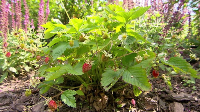 灌木野草莓视频素材