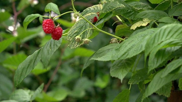 花园里灌木上的覆盆子视频素材