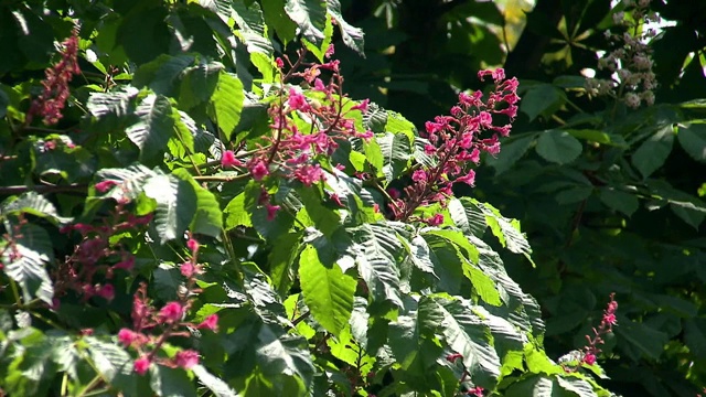 板栗花视频素材