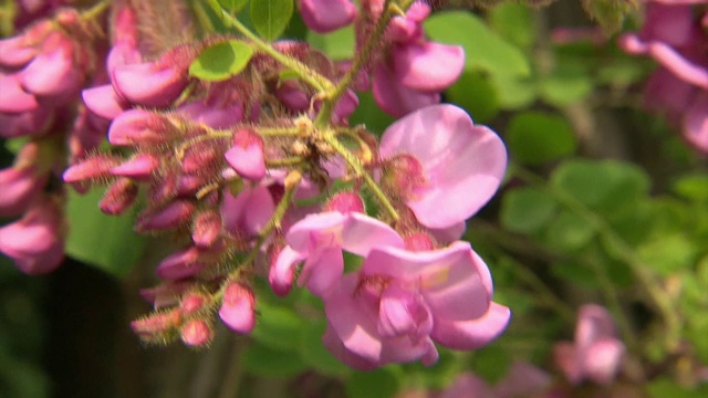 粉红色的花朵视频素材