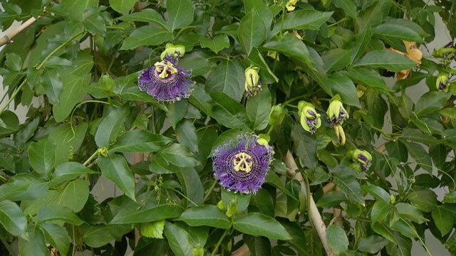 花在花园视频素材