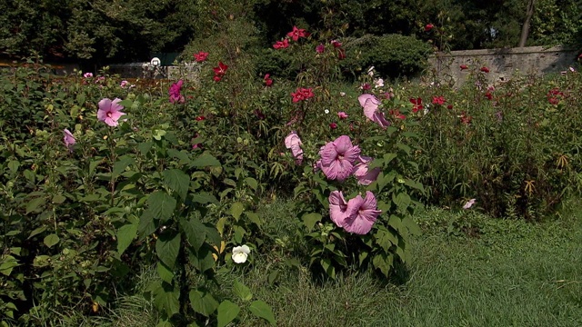 芙蓉花在花园视频素材