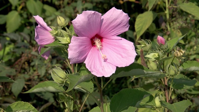 粉红色的花视频素材