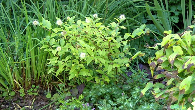 植物在花园视频素材