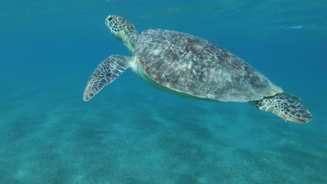 小海龟在蓝色的水中游上来，呼吸一下，然后潜到海底。绿海龟(Chelonia mydas)和鮣鱼(Echeneis naucrates)，红海，埃及视频素材