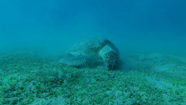 正面肖像的小海龟坐在沙底，急切地吃绿色的海草。绿海龟(Chelonia mydas)，埃及红海视频素材