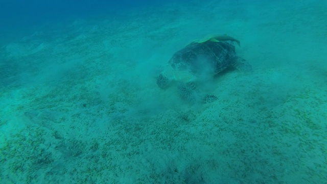 大绿海龟(Chelonia mydas)和两条长着黑色壳的鮣鱼(Echeneis naucrates)在深海的沙底吃绿色的海草。埃及红海视频素材