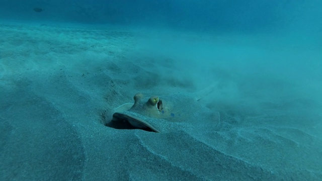 大绿海龟(Chelonia mydas)和两条长着黑色壳的鮣鱼(Echeneis naucrates)在深海的沙底吃绿色的海草。埃及红海视频素材