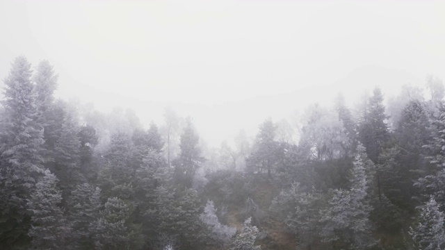 冬天，树木被冰霜覆盖的雾蒙蒙的山林。童话般的风景，白雪覆盖的松树顶。慢动作视频素材