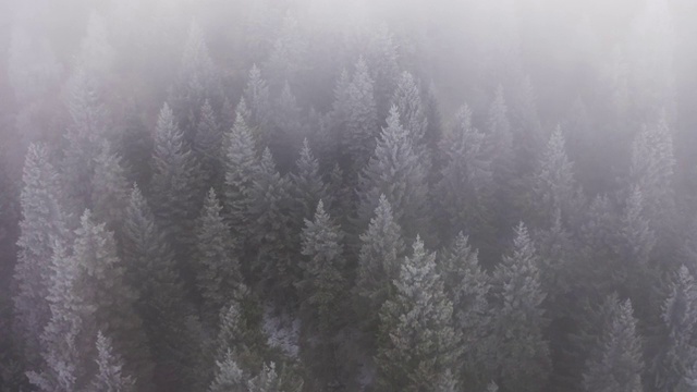 冬天，树木被冰霜覆盖的雾蒙蒙的山林。童话般的风景，白雪覆盖的松树顶。慢动作视频素材