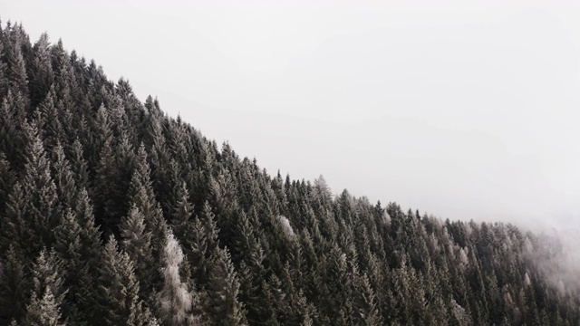 积雪的松林在多云的恶劣天气中架空。雾山森林与冰霜覆盖的树木在冬季无人机飞行建立。视频素材