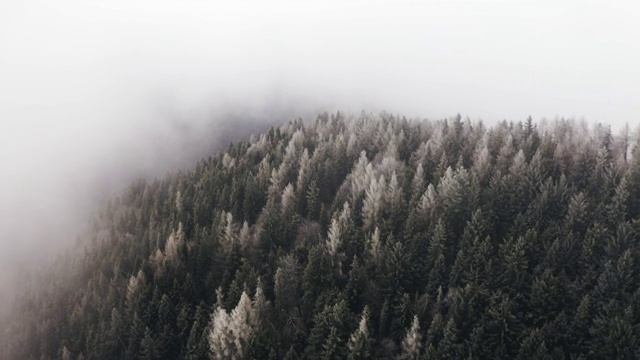 积雪的松林在多云的恶劣天气中架空。雾山森林与冰霜覆盖的树木在冬季无人机飞行建立。视频素材