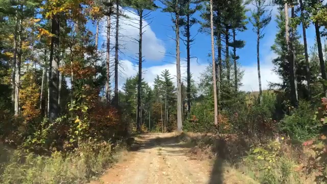 在美国缅因州贝瑟尔附近的秋天，在一条土路上开车穿过一片松树林视频素材