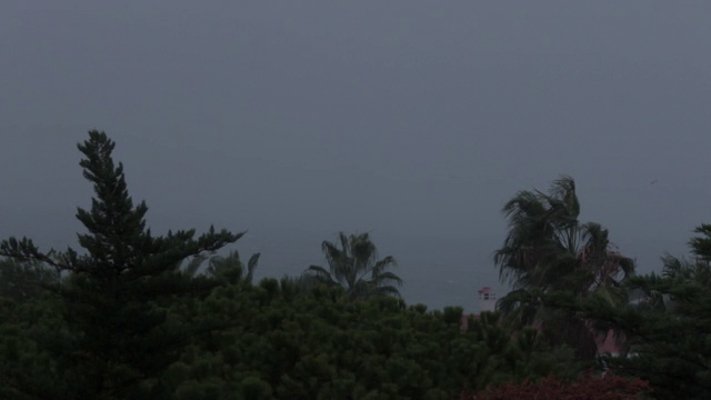 在狂风暴雨中，树木终结了地中海视频素材