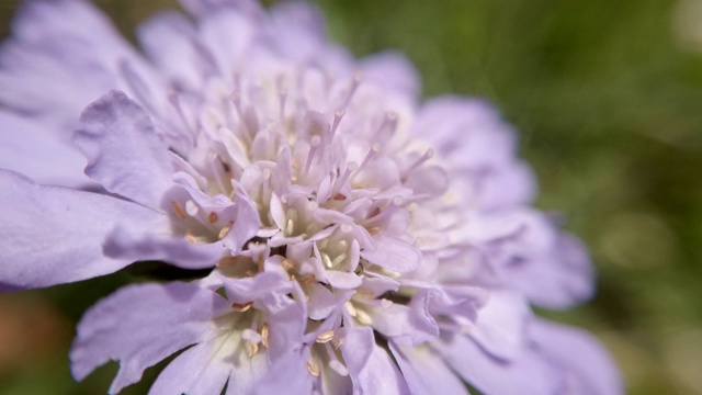 韭菜紫色花朵的大特写视频素材