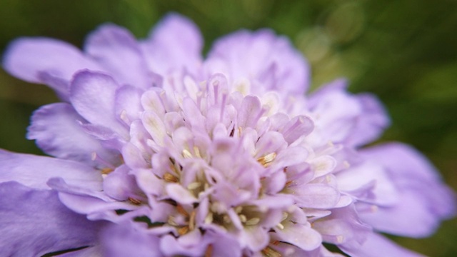 韭菜花的一个宽特写的慢动作视频素材