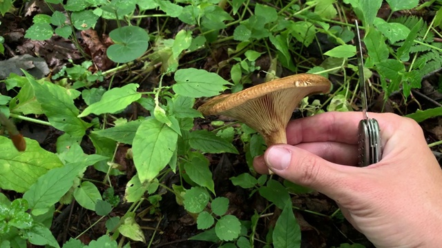 一个蘑菇采摘者用刀切开一个棕色的可食用蘑菇并展示它视频素材