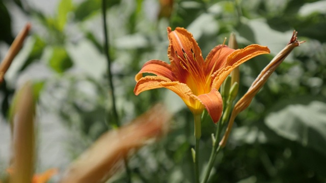 蜜蜂飞过金色萱草花园植物近距离4K视频素材