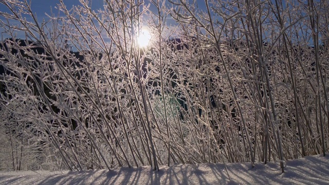 在清晨的阳光下，娇嫩的冰冻灌木树枝。山上的冬天。影子落在白雪上。UHD 4 k视频素材