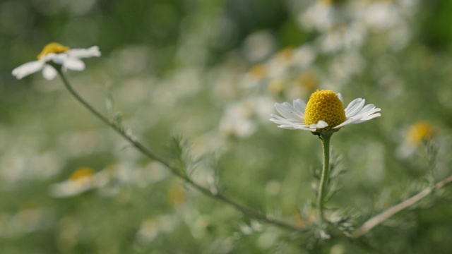 4K大田马鞭草植株视频素材