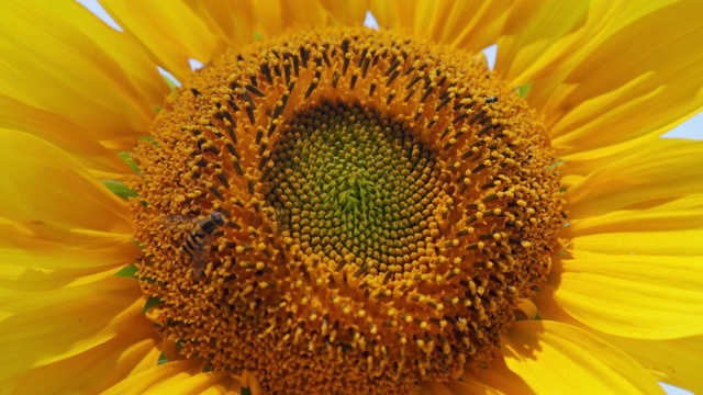 黄色的向日葵和蜜蜂。农业收获理念。视频素材
