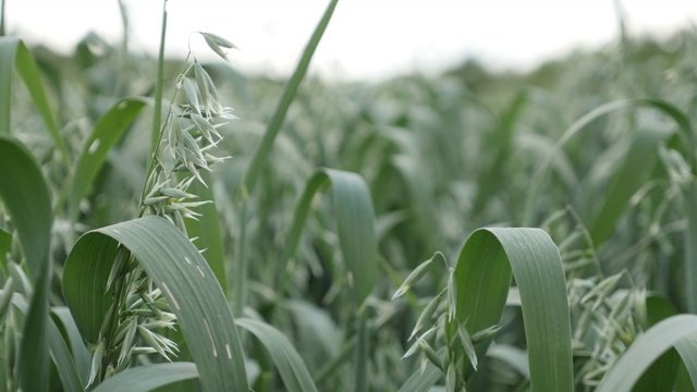 有机食品种植普通燕麦4K视频素材