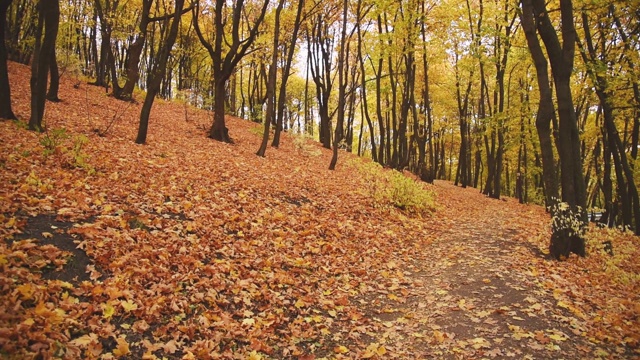 秋天的风景。森林里铺满了干树叶。视频素材