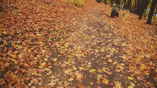 秋天的风景。森林里铺满了干树叶。视频素材