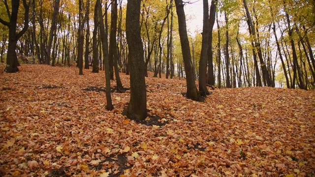 秋天的风景。森林里铺满了干树叶。视频素材