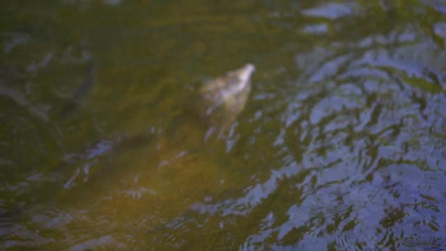 慢镜头鱼在池塘里游泳和吃食物视频素材