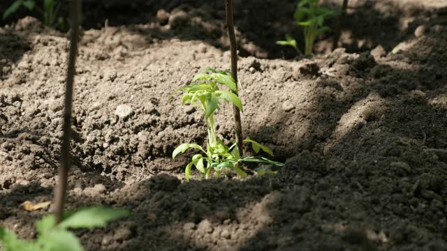 花园里种植了4K茄视频素材