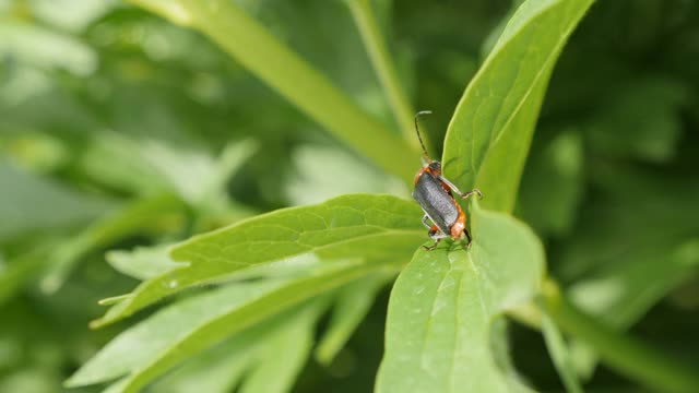 浅景深夜光Lampyris noctiluca insect on green leaves 4K 2160p 30fps超高清镜头-普通萤火虫甲虫特写3840X2160超高清视频视频素材