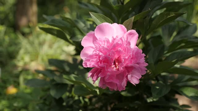 慢镜头牡丹花丛特写细节1080p全高清镜头-粉红冰糕牡丹植物浅DOF慢镜头1920X1080高清视频视频素材