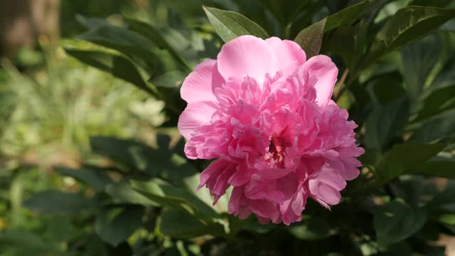 美丽的赤芍花园灌木花4K视频素材