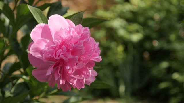 浅DOF粉红冻糕牡丹植物4K视频素材