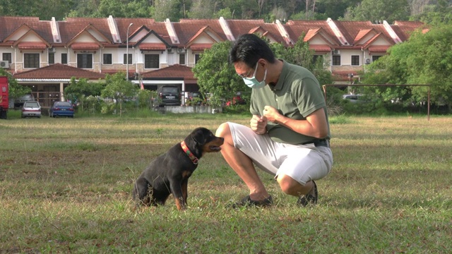 一名戴着面罩的男子在公园里训练和玩耍他的罗威纳犬。视频素材