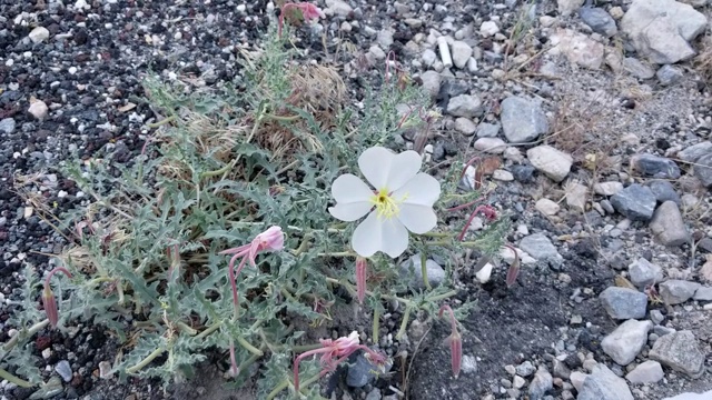 加州布鲁姆-圣贝纳迪诺MTNS - 060920视频素材