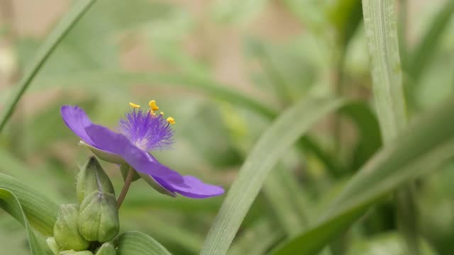 慢镜头紫蜘蛛草花视频素材