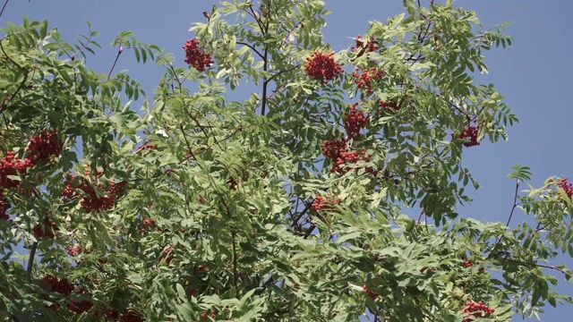 果实成熟的山白蜡树视频素材