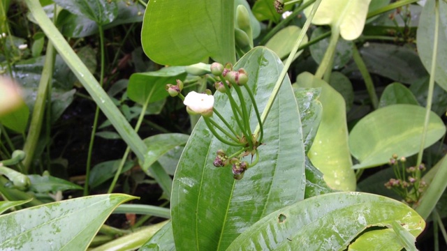 茉莉花水被雨水滋润视频素材