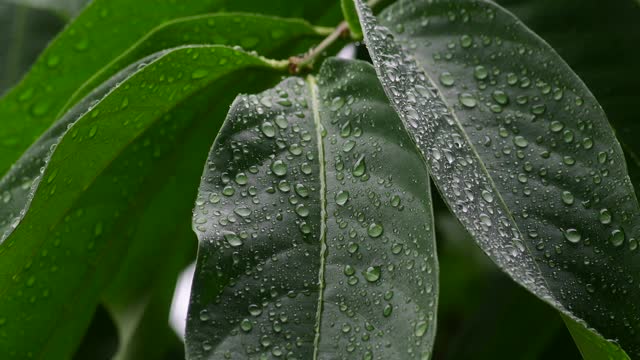 雨季，水滴落在叶子上视频素材