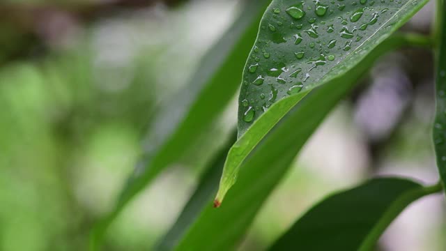 雨季，水滴落在叶子上视频素材