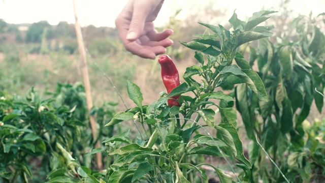 女人的手采摘小红番茄视频素材