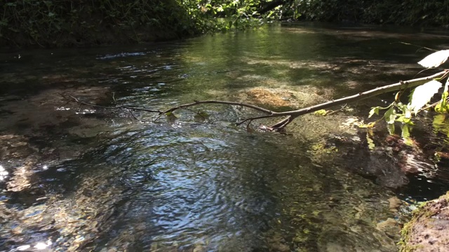 森林河在杂草丛生的河岸间流过。视频素材