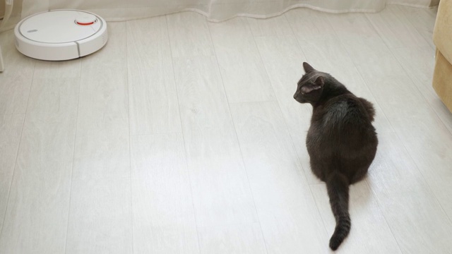 吸尘器机器人在地板上移动，灰猫看着他视频素材