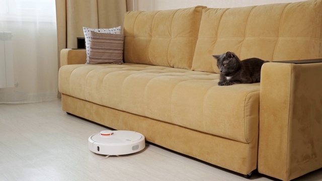 有趣的猫看着清洁机器人用吸尘器打扫沙发旁边的地板视频素材