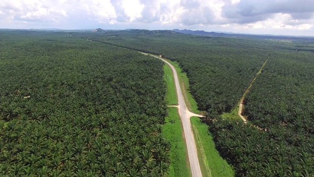 棕榈油种植园鸟瞰图视频素材