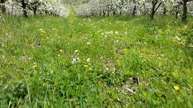 苹果农场视频素材